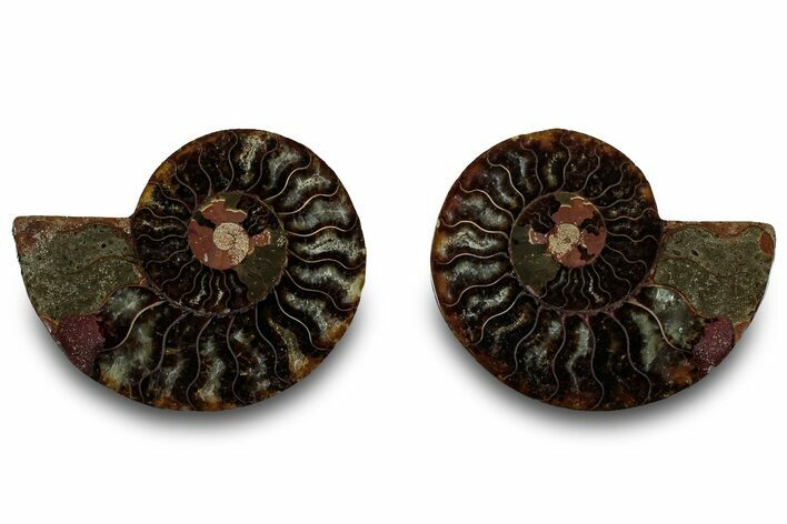 Cut & Polished, Agatized Ammonite Fossil - Madagascar #323350